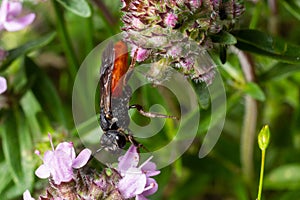 Closeup of nice red colored cleptoparasite bloodbee , Sphecodes albilabris