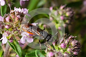 Closeup of nice red colored cleptoparasite bloodbee , Sphecodes albilabris