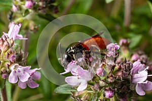 Closeup of nice red colored cleptoparasite bloodbee , Sphecodes albilabris