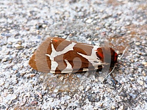 Closeup of night butterfly Arctia Caja Ã¢â¬â garden tiger moth or great tiger moth. photo