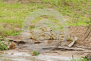 Closeup of a Nile Crocodile