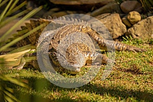 Closeup of the Nile crocodile resting on the green grass. Crocodylus niloticus.