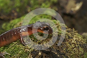 Closeup on the nominate endemic Ensatina eschscholtzii eschscholtzii salamander from Big Surr National Park, California