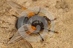 Closeup on a noon or noonday fly, Mesembrina meridiana sitting on the ground