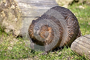 Closeup North American Beaver