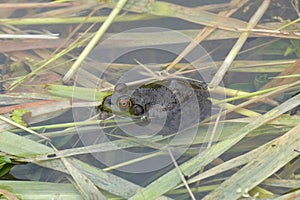 Closeup on a North American bullfrog, Rana or Lithobates catesbeianus, an invasive pest species sitting in the water photo
