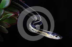 Closeup of North American common Garter snake