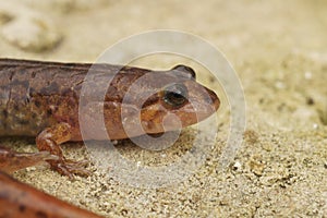 Closeup on a North American, dusky salamander, Desmognathus, sitting on a stone