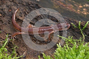 Closeup on the North American Ensatina eschscholtzii salamander, sitting on green moss