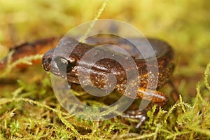 Closeup on a North american, Pacific Ensatina eschscholtzii salamander, sitting in green moss