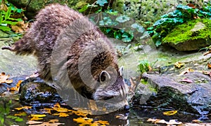 Closeup of a north american raccoon drinking water, tropical animal specie from north America