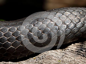 Closeup of North American Racer snakeskin scales