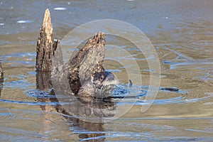 Closeup of North American river otters (Lontra canadensis) in water