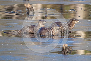 Closeup of North American river otters (Lontra canadensis) in water