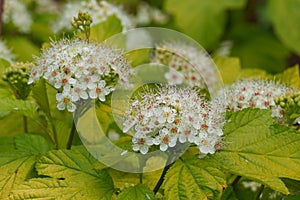 Closeup on the North-American white blossoming Ninebark, Physocarpus opulifolius in the garden photo