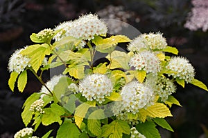 Closeup on the North-American white blossoming Ninebark, Physocarpus opulifolius in the garden photo