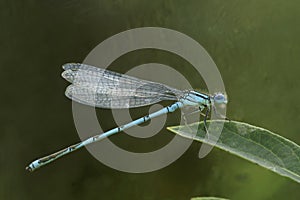 Closeup on the northern bluet damselfly, Enallagma cyathigerum sitting on a green leaf