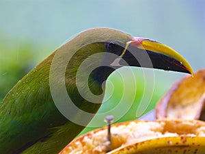 Closeup of northern emerald toucanet in the cloud forest in Alajuela, Costa Rica