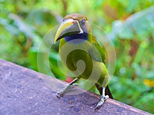 Closeup of northern emerald toucanet in the cloud forest in Alajuela, Costa Rica photo
