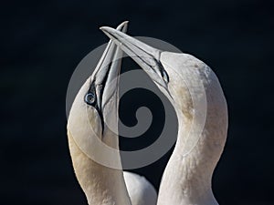 Closeup of Northern gannet seabirds, Morus bassanus touching with their beaks