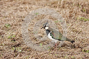 Closeup of  northern lapwing, Vanellus vanellus