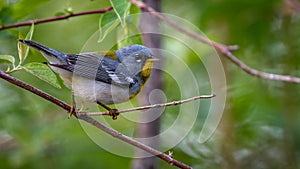 Closeup of a Northern Parula on a tree branch during spring migration at Magee Marsh Wildlife area
