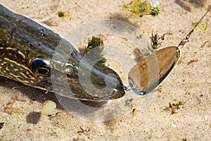 Closeup of a Northern Pike Jack Fish on a hook