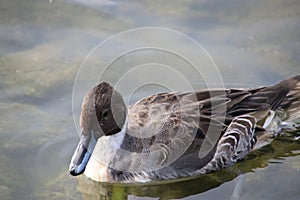 A closeup of a northern pintail duck