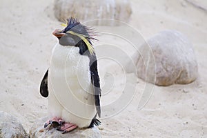 Closeup of Northern Rockhopper penguin in Cape Town