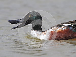 Closeup of Northern Shoveler