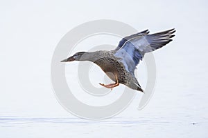 Closeup of a northern shoveler duck female, anas clypeata, flying