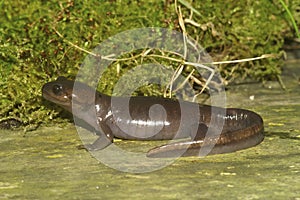 Closeup on a Nortwestern salamander, Ambystoma gracile sitting on wood