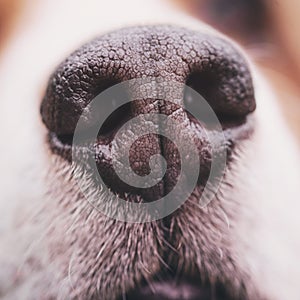 Closeup of nose of beagle dog