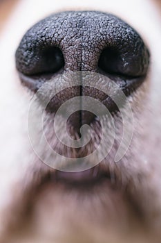 Closeup of nose of beagle dog