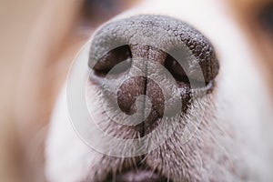 Closeup of nose of beagle dog