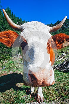 Closeup nose of curious cow on alpine pasture