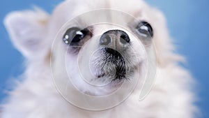 Closeup of nose of dog Chihuahua isolated on blue background