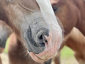 closeup nose and mouth, muzzle of a horse