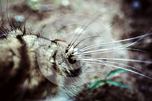 Closeup nose whiskered of Maine Coon black tabby