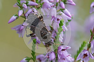 Closeup of the not so comon squashbug Ceraleptus gracilicornis in Common Heather, Calluna vulgaris