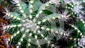 Closeup of Notocactus magnificus