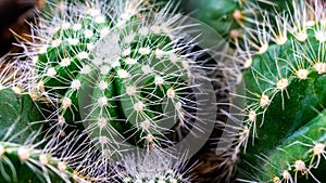 Closeup of Notocactus magnificus