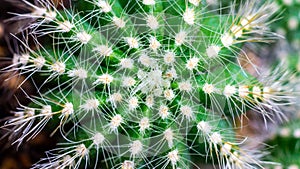 Closeup of Notocactus magnificus photo