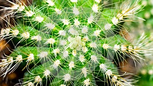 Closeup of Notocactus magnificus photo