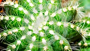 Closeup of Notocactus magnificus photo