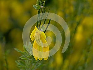 Closeup of a nright yellow scotch broom flower in spring   - Cytisus scoparius