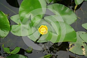 Closeup of Nuphar pumila, the least water-lily or small yellow pond-lily.