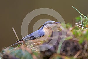 Closeup of a nuthatch bird perched on the green grass