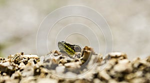 Closeup green lizard-gecko- hiding behind the wall/ Creepy in the wild nature. Wild life next to man