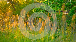 oak forest glade with grass at the evening